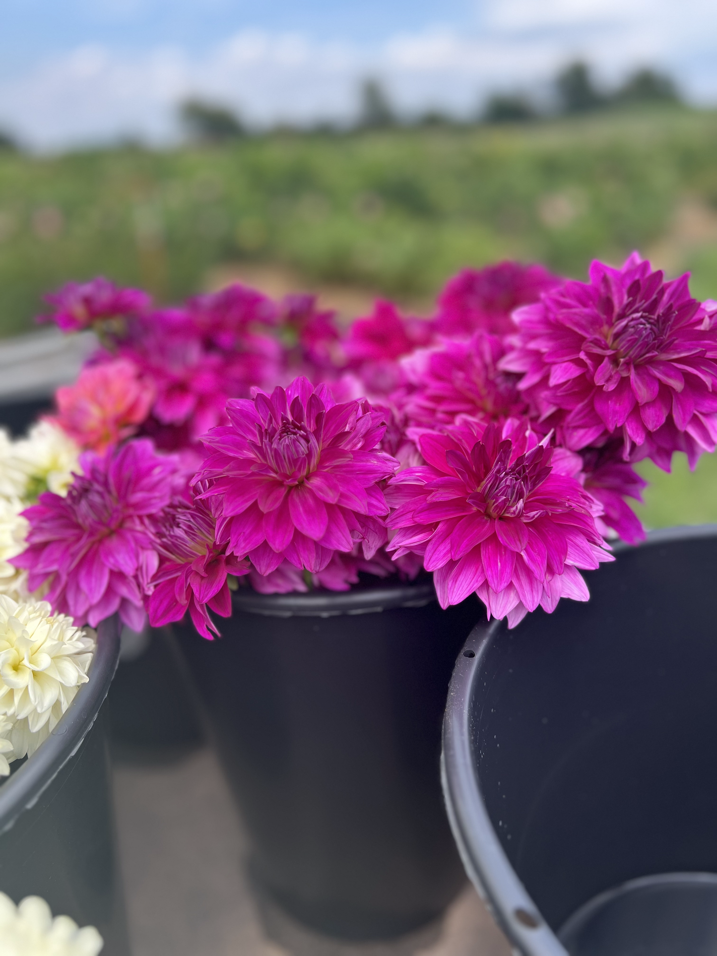Bucket of 40-50 Mixed Flower Stems (for DIY designs) Sweet Blossoms LLC