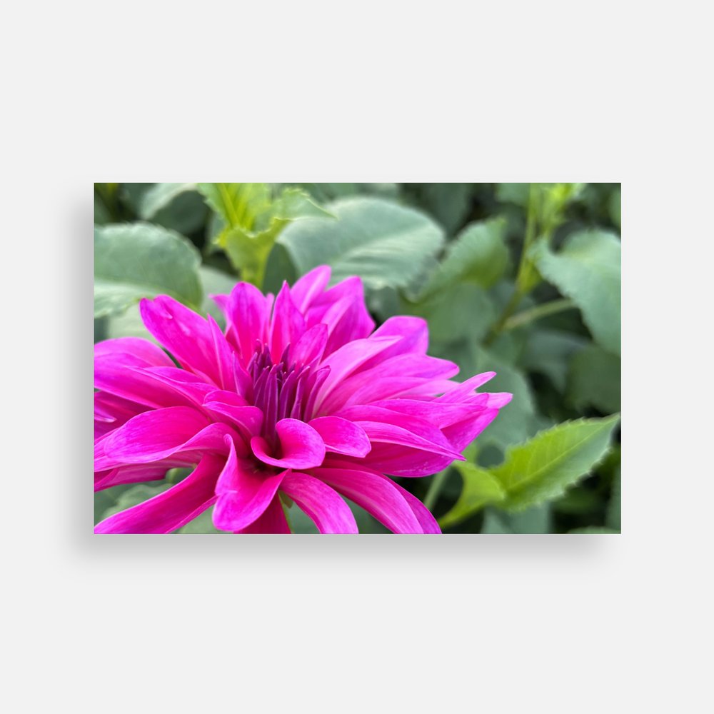 Plain Note Cards Sweet Blossoms LLC