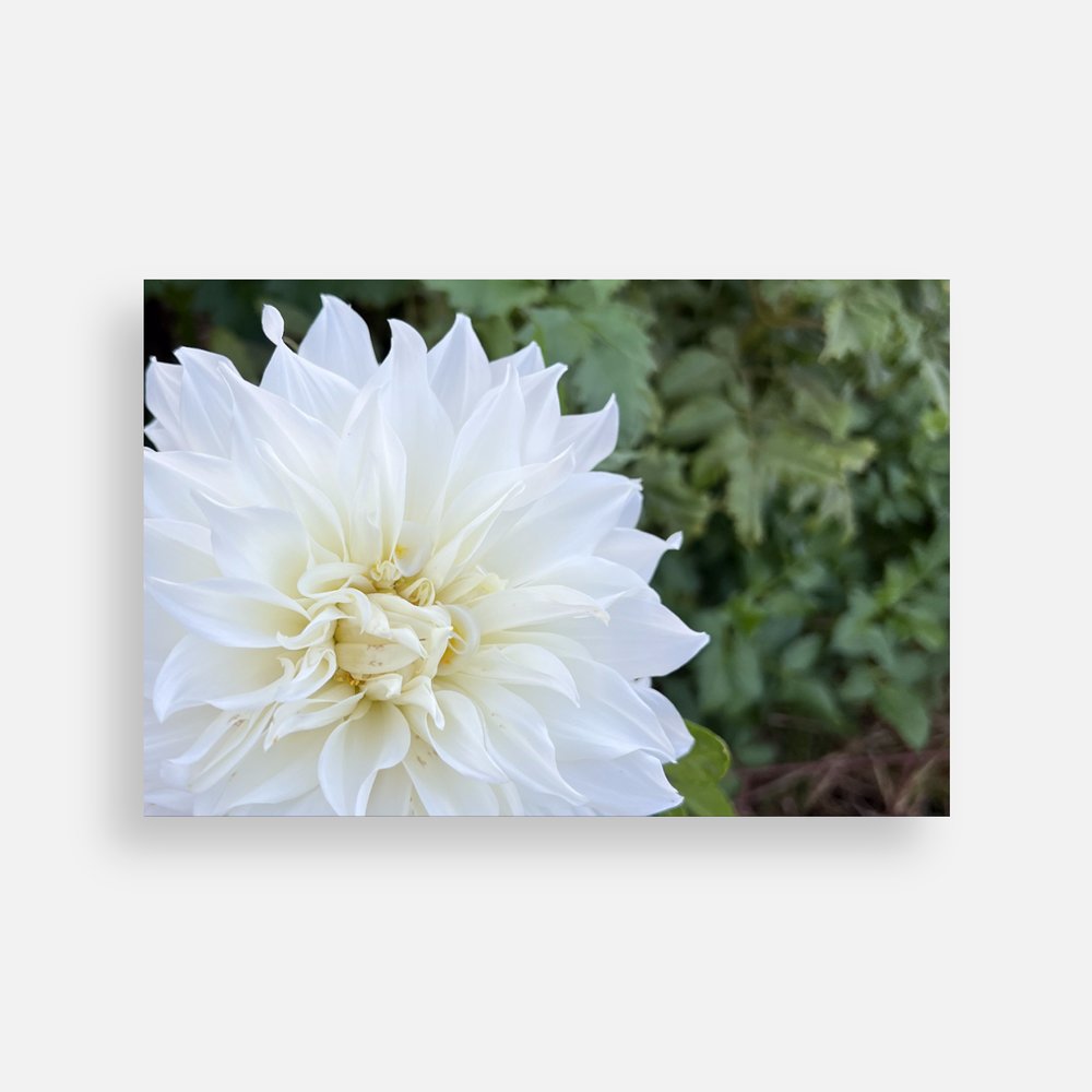 Plain Note Cards Sweet Blossoms LLC